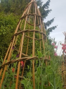 willow obelisk plant support