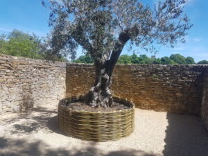 olive tree in woven willow planter pot for patio or garden